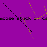 moose stuck in car